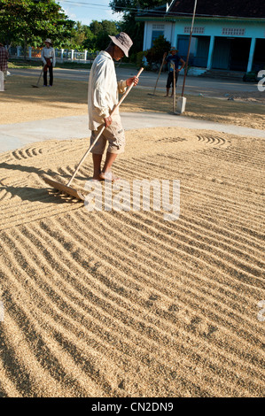 In Cambogia, in provincia di Battambang, frazioni di Battambang, riso essiccati dai contadini di fronte di Wat Ek Phnom tempio Foto Stock