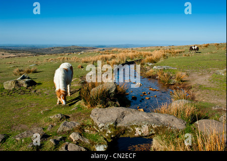 Dartmoor pony a fianco del Grimstone e Sortridge Leat sull'Wester bordo del Dartmoor Devon Foto Stock