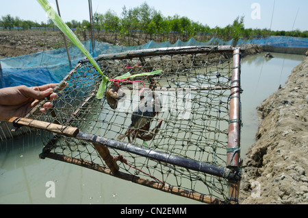 Il granchio del pool di ingrasso e mangrovie di reimpianto di progetto. Donatori di ONG viaggio ADRA-LIFT-ECODEV. Delta di Irrawaddy. Myanmar. Foto Stock