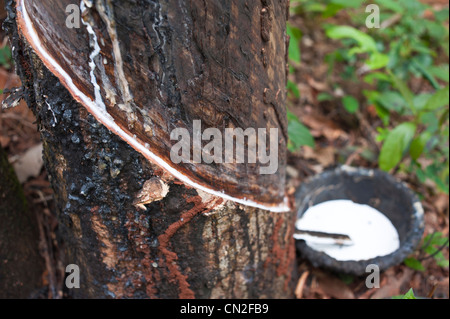 In Cambogia, in provincia di Ratanakiri, vicino Banlung (Ban polmonari), lattice essendo raccolti da una gomma filettati tree Foto Stock
