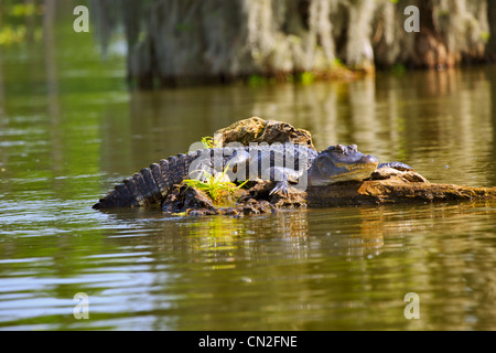 Il coccodrillo maschio, alligatore mississippiensis. Il coccodrillo maschio in appoggio su un parzialmente sommerso log in Lago di Martin, Louisiana Foto Stock