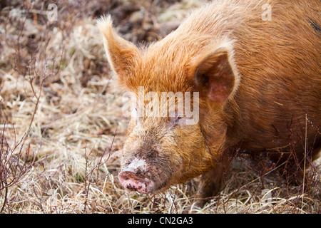 Un intervallo libero sul maiale Raasay, Scotland, Regno Unito. Foto Stock