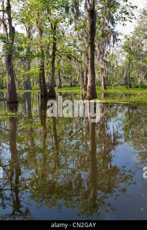 Bald cipressi e giacinto di acqua nel Lago di Martin, Louisiana. Muschio spagnolo oscuranti gli alberi nella palude. Foto Stock