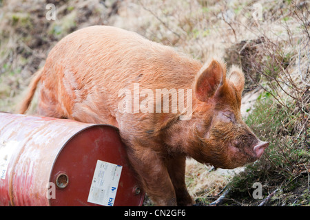 Un intervallo libero sul maiale Raasay, Scotland, Regno Unito. Foto Stock