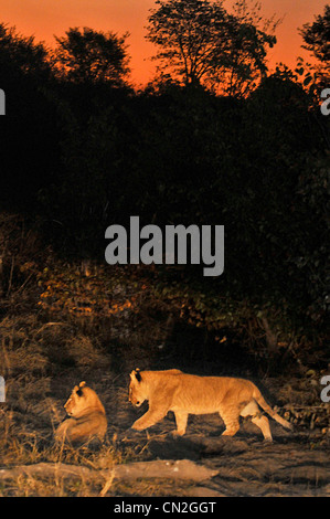 Lion cubs in attesa per la loro madre al ritorno da una battuta di caccia. Il Botswana, Africa. Foto Stock