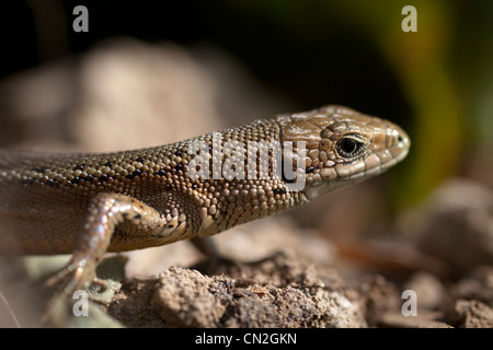 Comune o Vivparous Lizard (Zootoca vivipara) Foto Stock