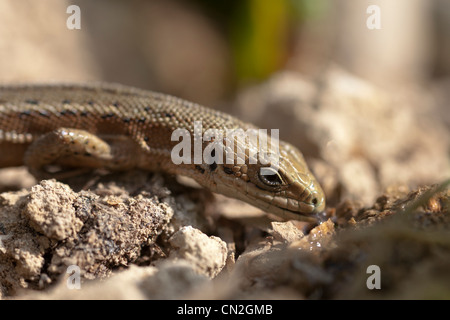 Comune o Vivparous Lizard (Zootoca vivipara) bere acqua versata Foto Stock