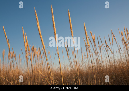 Piante fanerogame contro il cielo blu Foto Stock