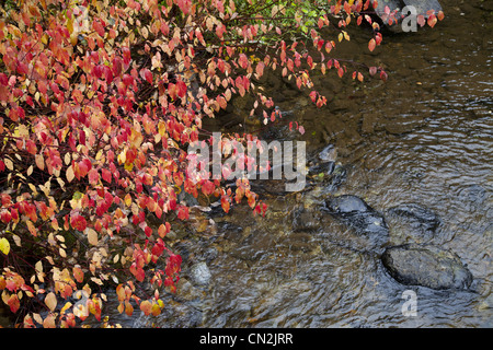 Rosso Foglie di autunno lungo il fiume, Montana, USA Foto Stock