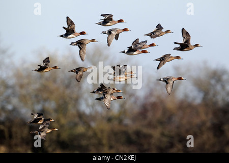 Wigeon, Anas penelope, gruppo di uccelli in volo, Gloucestershire, Marzo 2012 Foto Stock