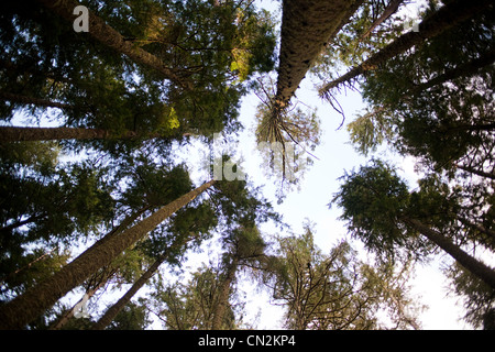 Gli alberi a basso angolo di visione Foto Stock