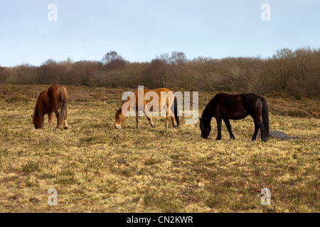 Exmoor pony pascolano sulla quantocks Foto Stock