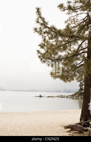 Abeti e al lago, il lago Tahoe, CALIFORNIA, STATI UNITI D'AMERICA Foto Stock