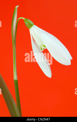 Araldo della primavera, Snowdrop fiore isolato su sfondo rosso Foto Stock