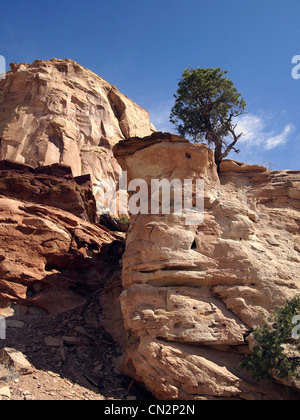 Un piccolo pinyon pine tree sul bordo di una scogliera nel deserto. Foto Stock