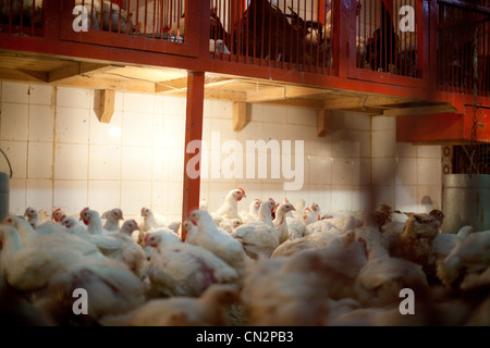 Galline in batteria Foto Stock