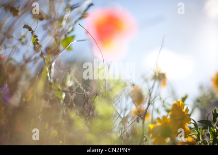 Fiori di campo Foto Stock