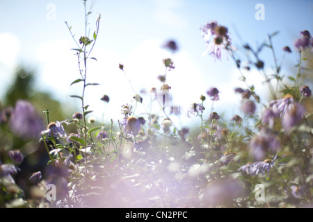 Fiori di campo Foto Stock