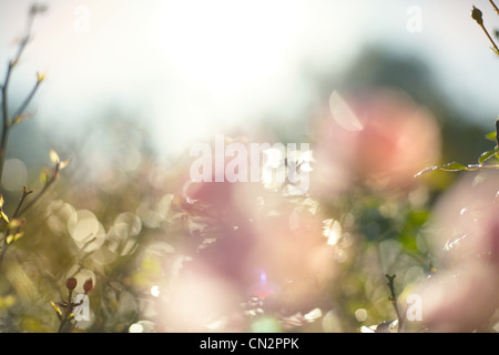 Fiori di campo Foto Stock