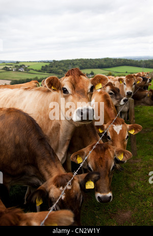 Mucche nel campo Foto Stock