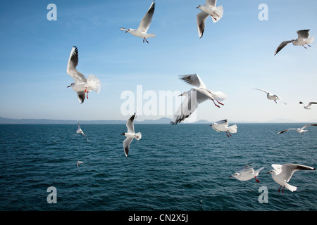 I gabbiani sorvolano il mare Foto Stock