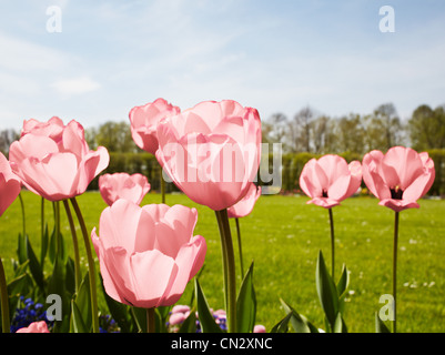 Tulipani rosa nel parco vicino fino Foto Stock