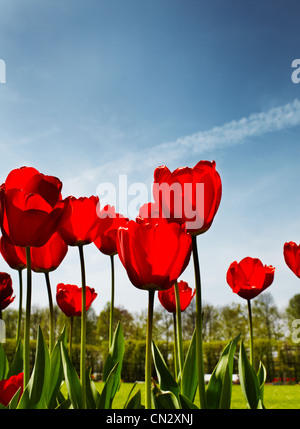 Tulipani rossi nel parco vicino fino Foto Stock