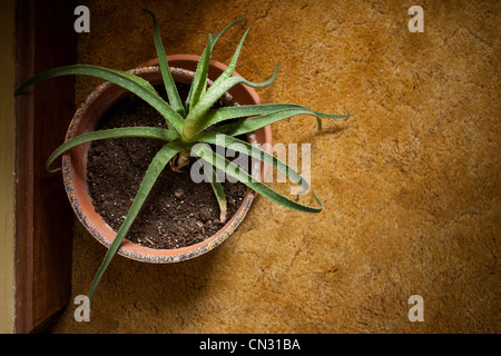 Houseplant, vista in elevazione Foto Stock