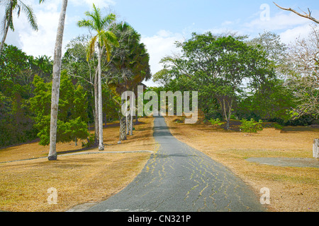 Alberi colorati da strada in Panama durante il periodo autunnale Foto Stock