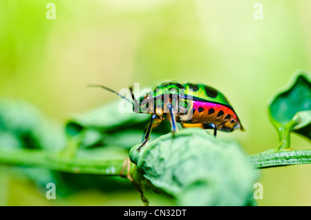 Gioiello beetle sulla foglia verde in natura o in giardino Foto Stock