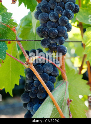 Rosso uve Zinfandel Foto Stock