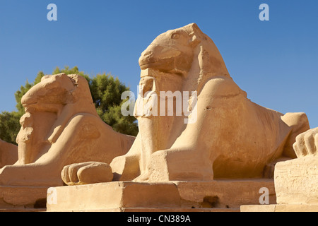 Egitto Tempio di Karnak, Avenue di montoni Foto Stock