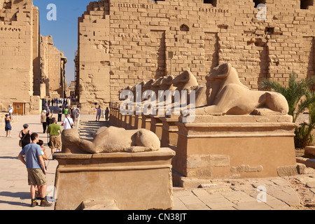 Egitto - tempio di Amon-Ra, Tempio di Karnak complessa, Avenue di montoni, Alto Egitto Foto Stock