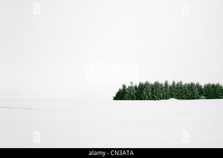 Foresta nella neve Foto Stock