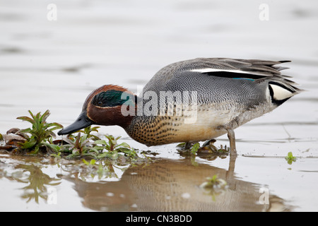 Teal, Anas crecca, singolo maschio su acqua, Warwickshire, Marzo 2012 Foto Stock