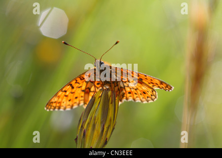 Piccola perla-delimitata Fritillary Butterfly (Boloria selene) crogiolarsi al sole. Powys, Galles, Giugno. Foto Stock