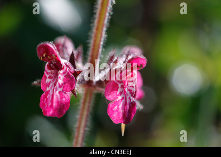 Fiori di Marsh Woundwort (Stachys palustris). Powys, Galles. Luglio. Foto Stock