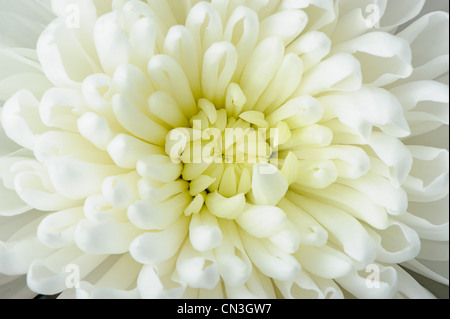 Crisantemo bianco. Una foto da vicino. Messa a fuoco selettiva nel centro shot Foto Stock