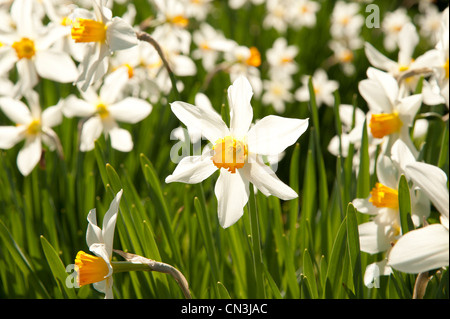 Un campo di narcisi in fiore, molla , Wales UK Foto Stock