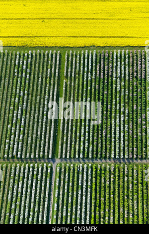 Francia, Eure, Boisemont, Domaine de Frenelles, Le Pressoir d'Or, Norman sidro produttore (vista aerea) Foto Stock