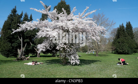 Gli studenti la lettura di libri sotto il ciliegio in fiore in unseasonably asciutti e caldi in primavera Bute Park Cardiff Wales UK KATHY DEWITT Foto Stock