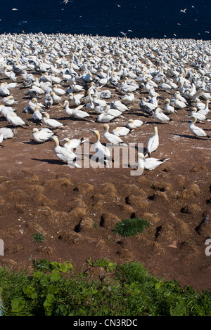 Canada, Provincia di Quebec, Gaspesie, Parco Nazionale di Isola di Bonaventure e Perce Rock, una colonia di sule (Sula bassana) su Foto Stock