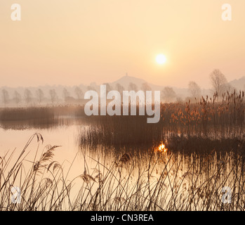 Canneti a Sharpham Riserva Naturale con Glastonbury Tor in distanza. Somerset. In Inghilterra. Regno Unito. Foto Stock