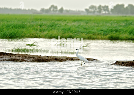 Un garzetta nel fiume di Mopti, Mali. Foto Stock