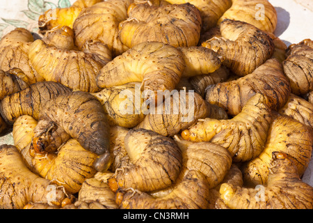 Myanmar (Birmania), Divisione Mandalay, Pyin U Lwin, vermi di vendita presso il mercato shan Foto Stock