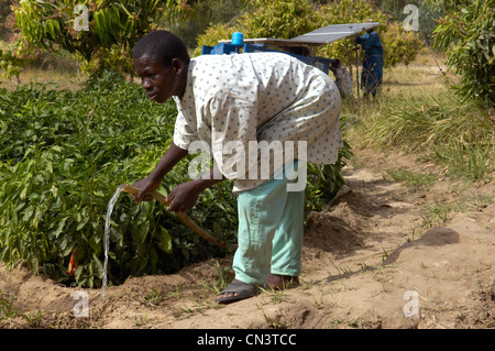 Ragazzo mano che tiene tubo per irrigare i raccolti con acqua pompata utilizzando energia solare in Nigeria Foto Stock