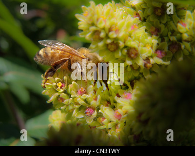 Un miele delle api visitando un arbusto in un giardino di Londra Foto Stock