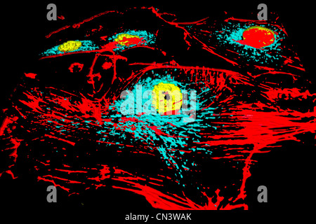 Bovini di arteria polmonare di cellule endoteliali in coltura. Giallo: nuclei; rosso: microfilamenti; blu: mitocondri Foto Stock