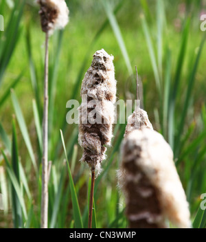 Teste di seme di torce, torce, Reedmace o Reed Mace (Typha latifolia), Inghilterra, Regno Unito Foto Stock