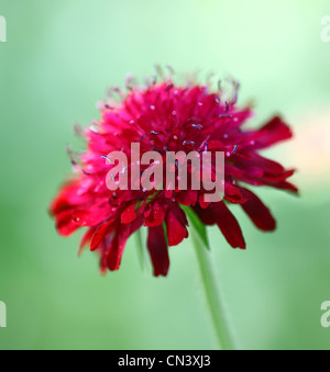 Close up o di ripresa macro di un Scabious o Scabiosa fiore Foto Stock